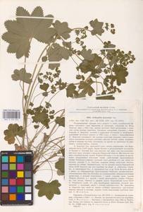 Alchemilla dasycrater Juz., Eastern Europe, Middle Volga region (E8) (Russia)