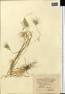 Hordeum murinum subsp. leporinum (Link) Arcang., Eastern Europe, South Ukrainian region (E12) (Ukraine)