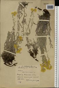 Helichrysum arenarium (L.) Moench, Eastern Europe, Eastern region (E10) (Russia)