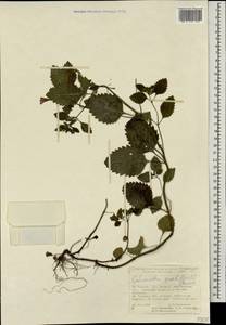 Clinopodium grandiflorum subsp. grandiflorum, Caucasus, Turkish Caucasus (NE Turkey) (K7) (Turkey)