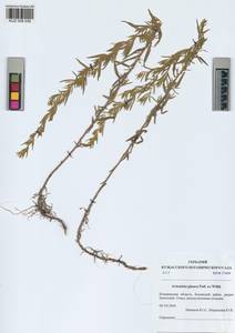 Artemisia glauca Pall. ex Willd., Siberia, Altai & Sayany Mountains (S2) (Russia)