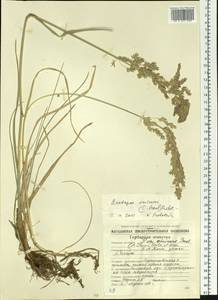 Arctopoa eminens (J.Presl) Prob., Siberia, Chukotka & Kamchatka (S7) (Russia)