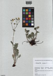 Potentilla sericea L., Siberia, Altai & Sayany Mountains (S2) (Russia)