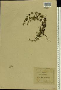 Galium tricornutum Dandy, Eastern Europe, North-Western region (E2) (Russia)