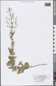 Thalictrum simplex L., Eastern Europe, Middle Volga region (E8) (Russia)