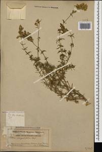 Silene spergulifolia, Caucasus, Georgia (K4) (Georgia)