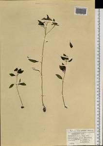 Hylotelephium viviparum (Maxim.) H. Ohba, Siberia, Russian Far East (S6) (Russia)