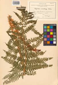 Polystichum microchlamys (Christ) Matsum., Siberia, Russian Far East (S6) (Russia)