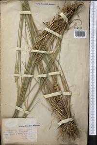 Agropyron fragile (Roth) P.Candargy, Middle Asia, Northern & Central Kazakhstan (M10) (Kazakhstan)