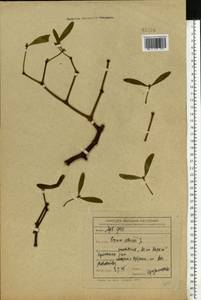 Viscum album L., Eastern Europe, Central forest-and-steppe region (E6) (Russia)
