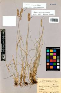 Trisetum altaicum Roshev., Siberia, Baikal & Transbaikal region (S4) (Russia)