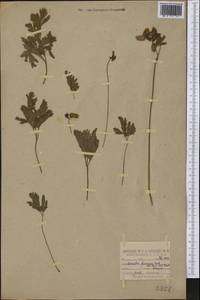 Dicentra formosa (Andrews) Walp., America (AMER) (United States)