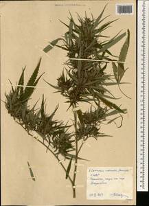Cannabis sativa var. ruderalis (Janisch.) S.Z. Liou, South Asia, South Asia (Asia outside ex-Soviet states and Mongolia) (ASIA) (North Korea)