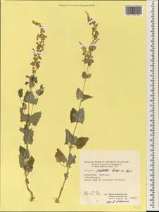 Atriplex flabellum Bunge ex Boiss., South Asia, South Asia (Asia outside ex-Soviet states and Mongolia) (ASIA) (Afghanistan)