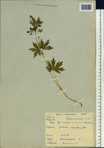 Geranium wlassovianum Fisch. ex Link, Siberia, Baikal & Transbaikal region (S4) (Russia)