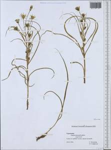 Asteraceae, Middle Asia, Kopet Dag, Badkhyz, Small & Great Balkhan (M1) (Turkmenistan)