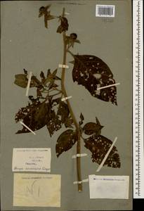Atropa belladonna L., Caucasus, Georgia (K4) (Georgia)