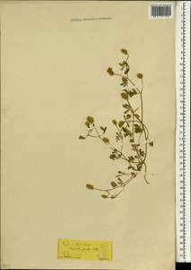 Trigonella spicata Sm., South Asia, South Asia (Asia outside ex-Soviet states and Mongolia) (ASIA) (Not classified)