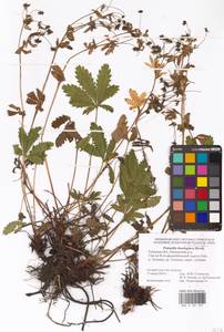 Potentilla thuringiaca Bernh. ex Link, Eastern Europe, Central region (E4) (Russia)