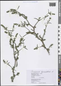 Corispermum hyssopifolium L., Eastern Europe, Middle Volga region (E8) (Russia)