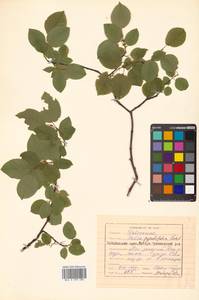 Salix pyrolifolia Ledeb., Siberia, Russian Far East (S6) (Russia)