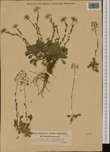 Noccaea fendleri subsp. glauca (A. Nelson) Al-Shehbaz & M. Koch, Western Europe (EUR) (Austria)