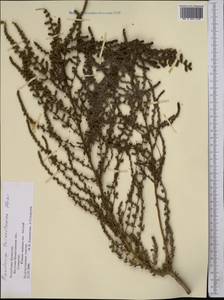 Panderia pilosa Fisch. & C. A. Mey., Middle Asia, Muyunkumy, Balkhash & Betpak-Dala (M9) (Kazakhstan)