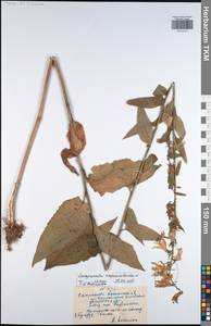 Campanula rapunculoides L., Eastern Europe, Central region (E4) (Russia)