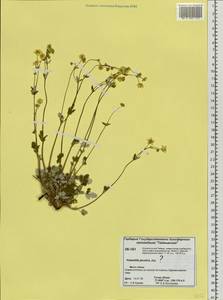 Potentilla macrantha Ledeb., Siberia, Central Siberia (S3) (Russia)