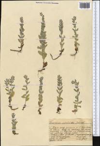 Teucrium scordium subsp. scordioides (Schreb.) Arcang., Middle Asia, Western Tian Shan & Karatau (M3) (Kazakhstan)
