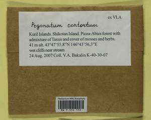 Pogonatum contortum (Menzies ex Brid.) Lesq., Bryophytes, Bryophytes - Russian Far East (excl. Chukotka & Kamchatka) (B20) (Russia)