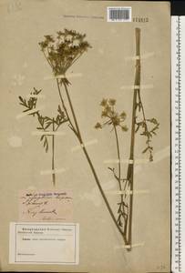 Silphiodaucus prutenicus subsp. prutenicus, Eastern Europe, North Ukrainian region (E11) (Ukraine)