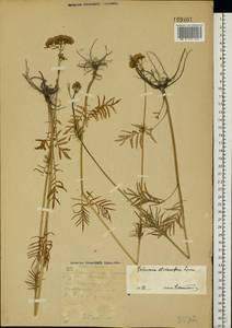 Valeriana pratensis subsp. angustifolia (Soó) Kirschner, Buttler & Hand, Eastern Europe, South Ukrainian region (E12) (Ukraine)