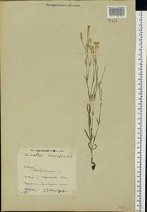 Dianthus campestris M. Bieb., Eastern Europe, Eastern region (E10) (Russia)