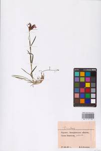 Dianthus, Eastern Europe, West Ukrainian region (E13) (Ukraine)