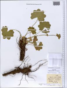 Alchemilla rhiphaea Juz., Eastern Europe, Eastern region (E10) (Russia)