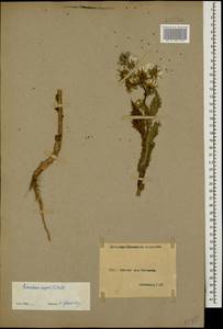 Sonchus asper (L.) Hill, Caucasus, Armenia (K5) (Armenia)