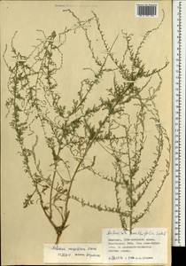 Artemisia mongolorum Krasch., Mongolia (MONG) (Mongolia)