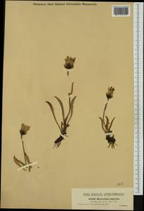 Hieracium alpinum L., Western Europe (EUR) (Austria)