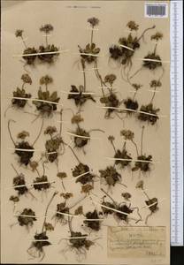 Primula algida Adams, Middle Asia, Northern & Central Tian Shan (M4) (Kazakhstan)