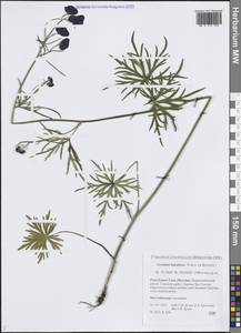 Aconitum ambiguum subsp. baicalense (Turcz. ex Rapaics) Vorosch., Siberia, Yakutia (S5) (Russia)