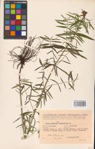 MHA 0 155 912, Dracocephalum ruyschiana L., Eastern Europe, Central region (E4) (Russia)