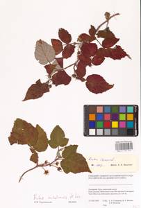 Rubus sachalinensis H.Lév., Siberia, Western Siberia (S1) (Russia)