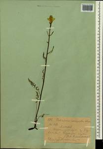 Pedicularis compacta Stephan ex Willd., Middle Asia, Dzungarian Alatau & Tarbagatai (M5) (Kazakhstan)
