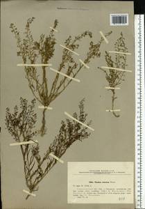 Thesium ramosum Hayne, Eastern Europe, Lower Volga region (E9) (Russia)