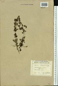 Galium humifusum M.Bieb., Eastern Europe, North Ukrainian region (E11) (Ukraine)