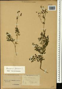 Thalictrum foetidum L., Caucasus, Stavropol Krai, Karachay-Cherkessia & Kabardino-Balkaria (K1b) (Russia)