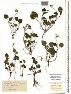 Viola reichenbachiana Jord. ex Boreau, Caucasus, Stavropol Krai, Karachay-Cherkessia & Kabardino-Balkaria (K1b) (Russia)