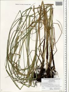 Carex atherodes Spreng., Eastern Europe, Central forest region (E5) (Russia)