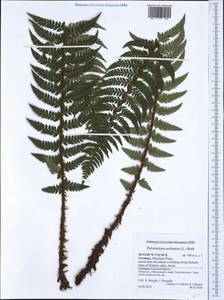 Polystichum aculeatum (L.) Roth, Western Europe (EUR) (Germany)